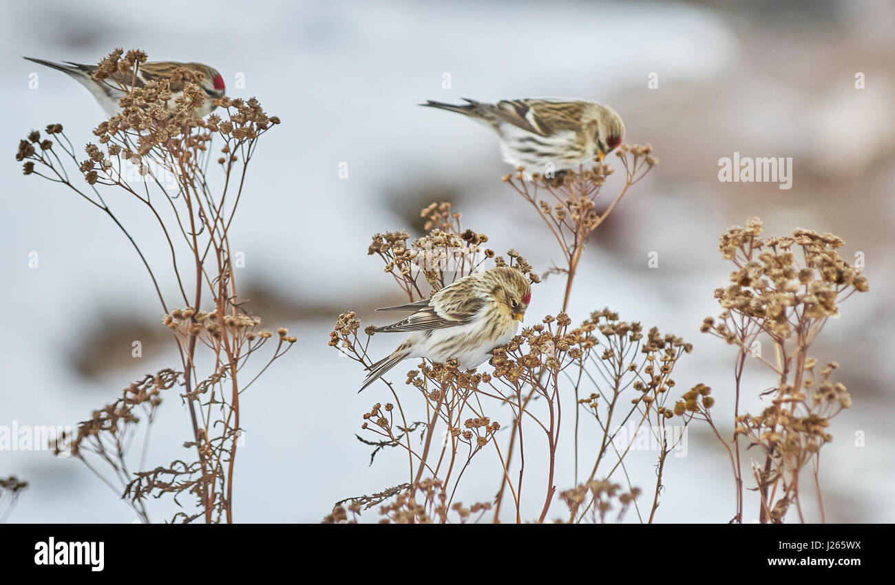 Vogel Zuchtjahr Flammea im trockenen Gras im winter Stockfoto