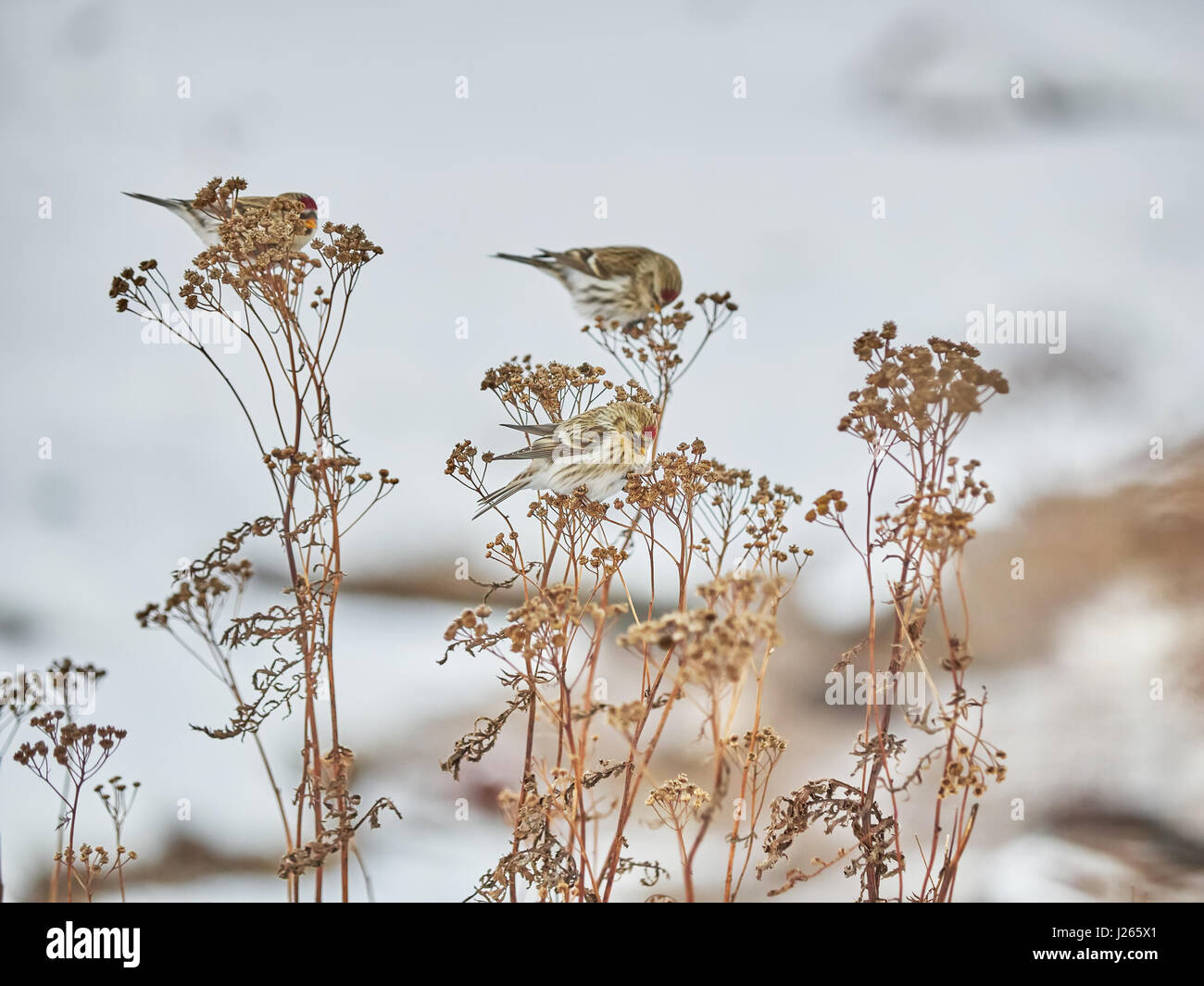 Vogel Zuchtjahr Flammea im trockenen Gras im winter Stockfoto
