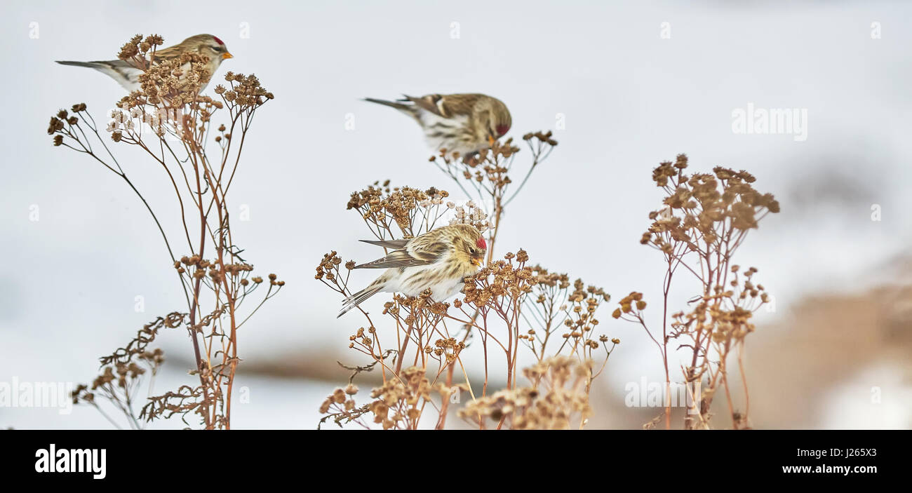 Vogel Zuchtjahr Flammea im trockenen Gras im winter Stockfoto