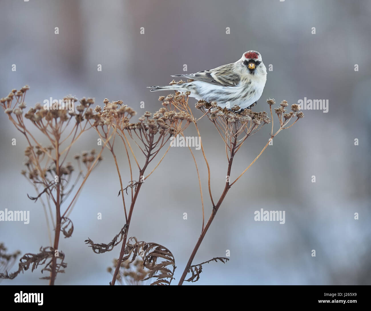 Vogel Zuchtjahr Flammea im trockenen Gras im winter Stockfoto