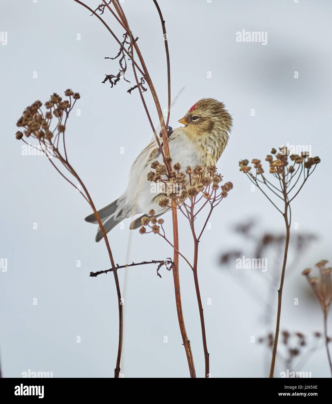 Vogel Zuchtjahr Flammea im trockenen Gras im winter Stockfoto
