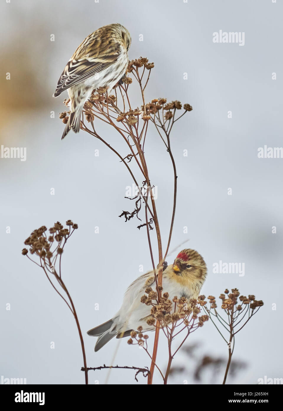 Vogel Zuchtjahr Flammea im trockenen Gras im winter Stockfoto