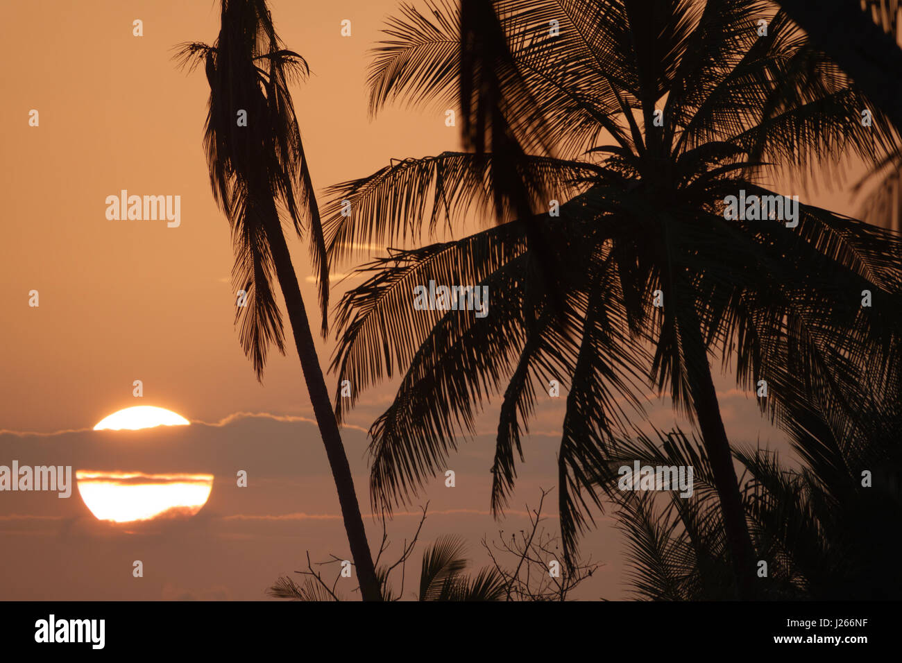 Palm-Bäume-Silhouette bei Sonnenuntergang mit großen Sonne hinter Wolken Stockfoto