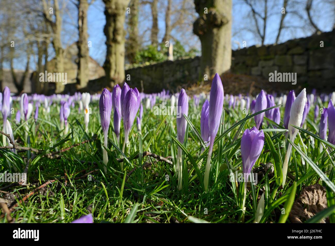 Teppich aus niederländischen Krokusse (Crocus Vernus) auf einer Wiese im zeitigen Frühjahr, Wiltshire, UK, Februar blühen. Stockfoto