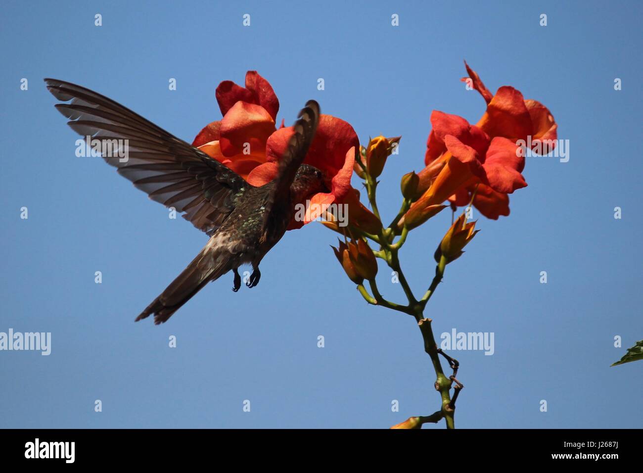 Chilenische Kolibri Fütterung auf rote Blumen Stockfoto