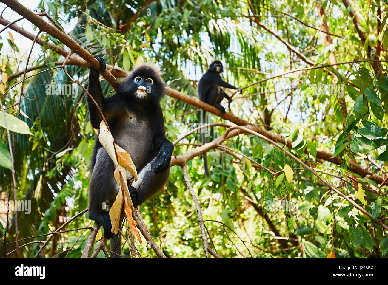 Zwei Gibbons auf einem Baum in den Dschungel von Malaysia. Stockfoto