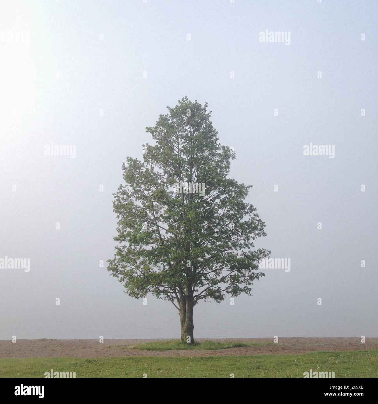 Einsamer Baum im Nebel, Schweden Stockfoto