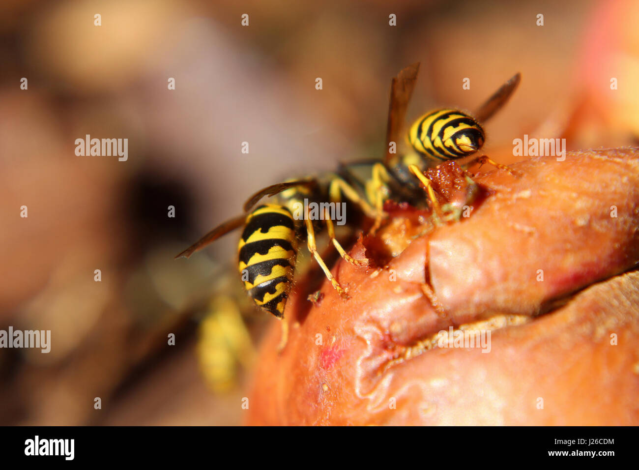 Nahaufnahme der Wespe Bäuche auf einen Apfel. Stockfoto
