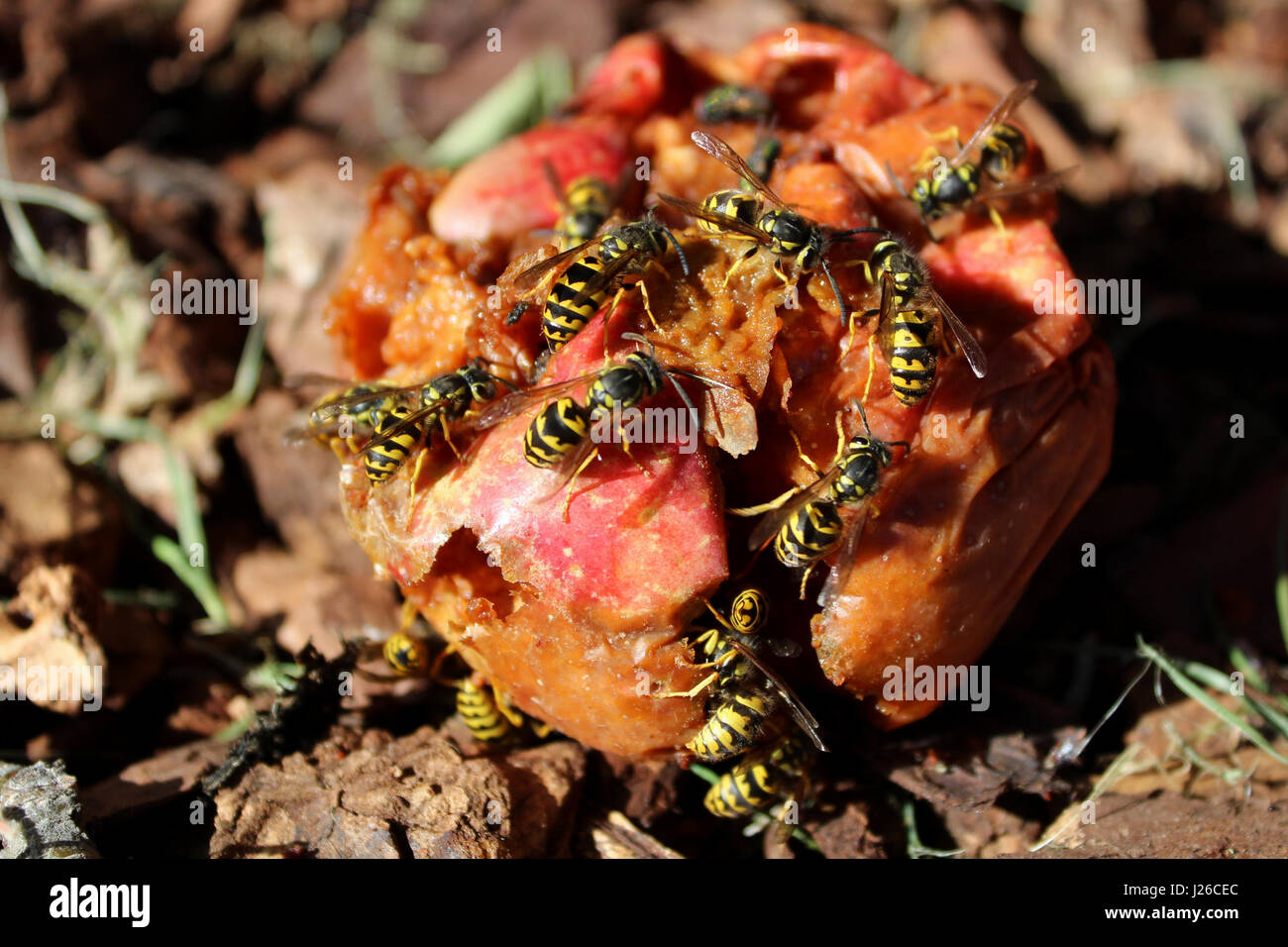 Schwarm Wespen fressen auf ein fauler Apfel. Stockfoto