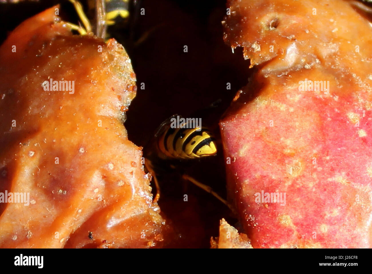 Eine Wespe in den Riss eines Apfels verborgen. Stockfoto