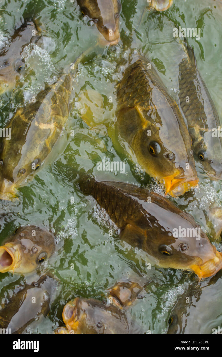 Foto von einem Schwarm von Karpfen Fische füttern Stockfoto