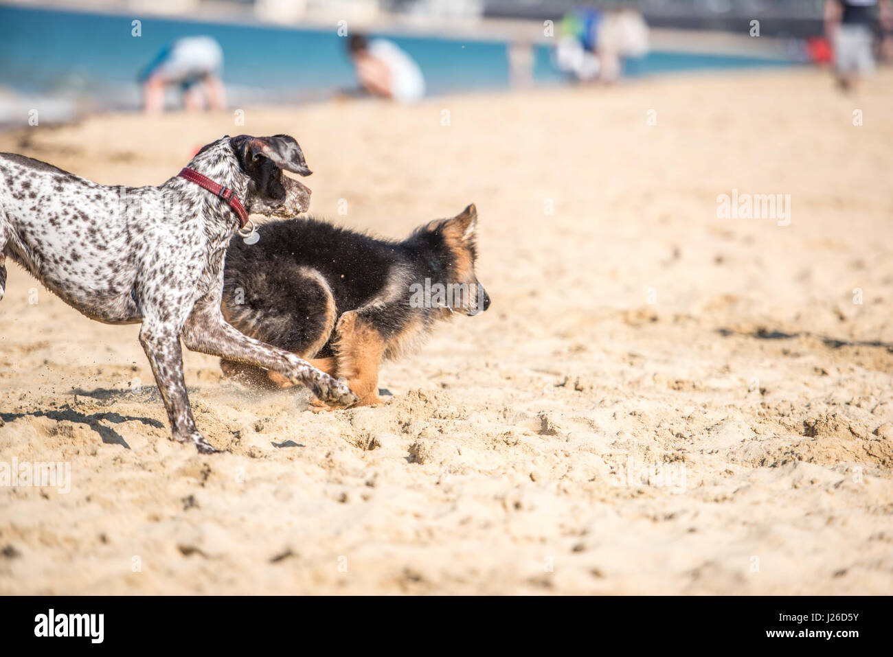 Schöne Hunde am Strand herumlaufen und spielen Stockfotografie Alamy