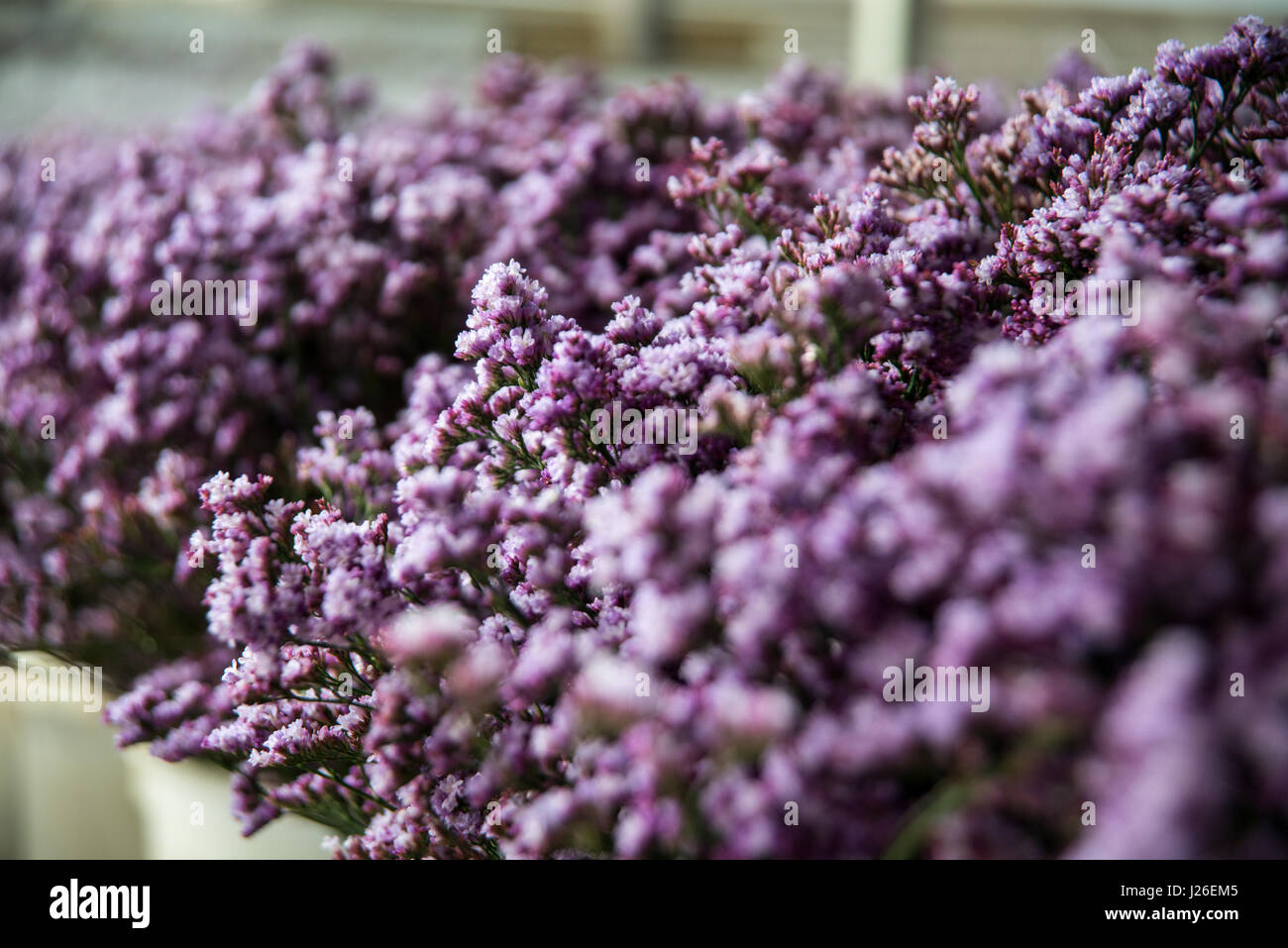 Blume-Export. frische Blumen im Gewächshaus bereit für Kommissionierung und Verpackung. Fotografiert in israel Stockfoto