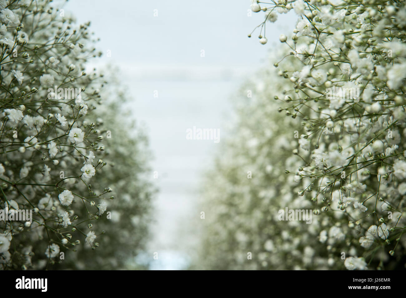 Blume-Export. frische Blumen im Gewächshaus bereit für Kommissionierung und Verpackung. Fotografiert in israel Stockfoto