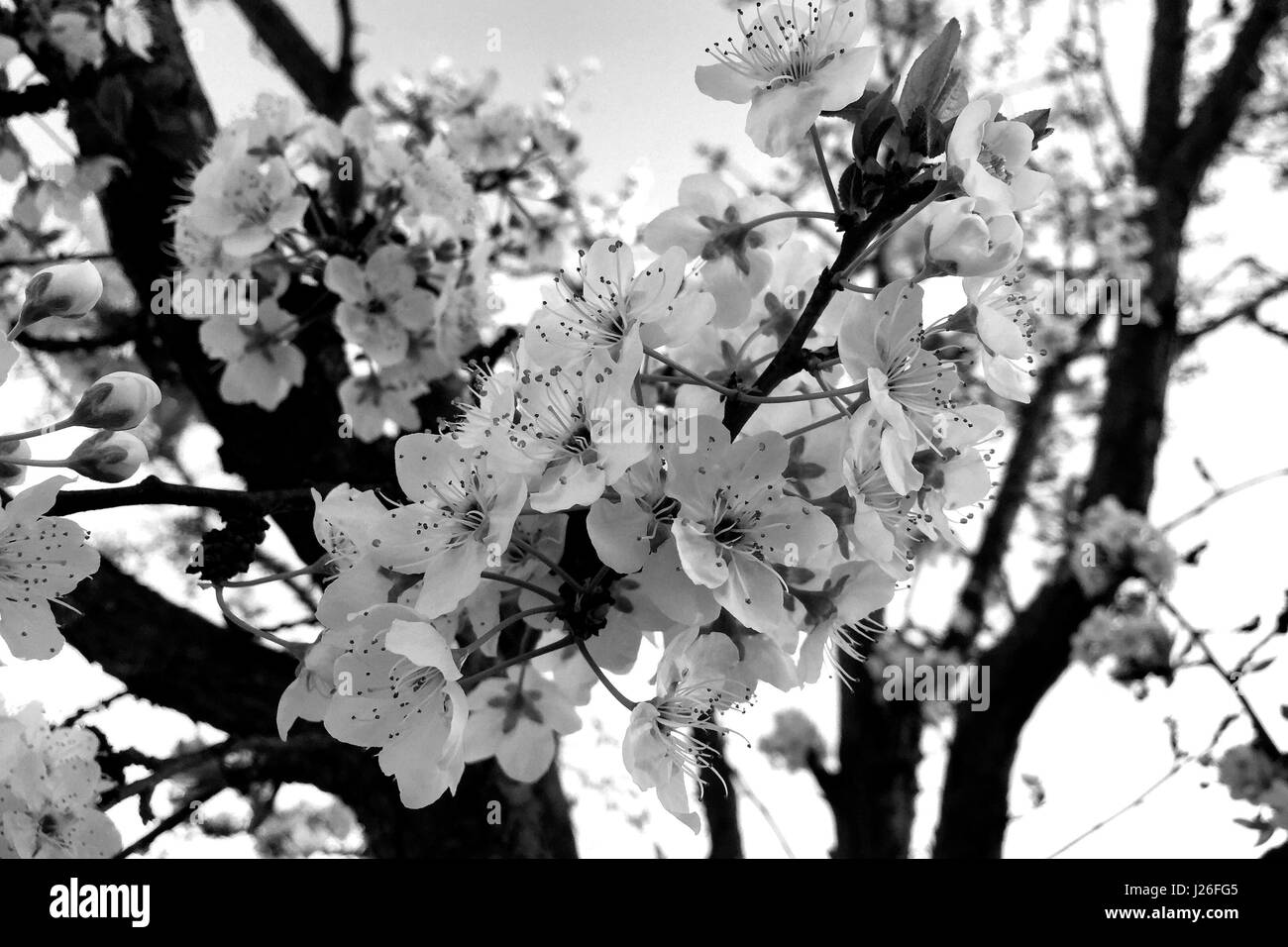 Pflaume-Baum in voller Blüte in schwarz / weiß Stockfoto