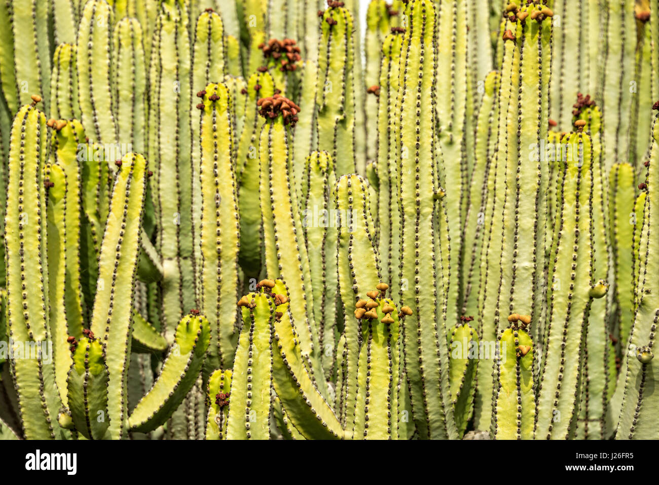 Strukturierten Hintergrund abstrahieren, Nahaufnahme von Euphorbia Kandelaber, eine gigantische Sukkulente Stockfoto