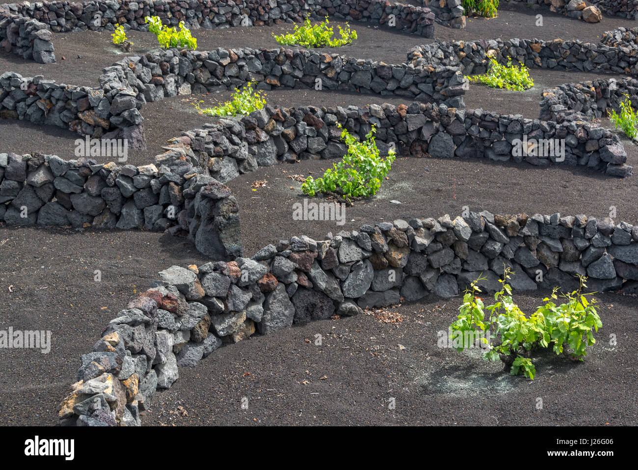 Berühmten Weinberge von La Geria auf vulkanischen Böden in Lanzarote, Kanarische Inseln, Spanien Stockfoto