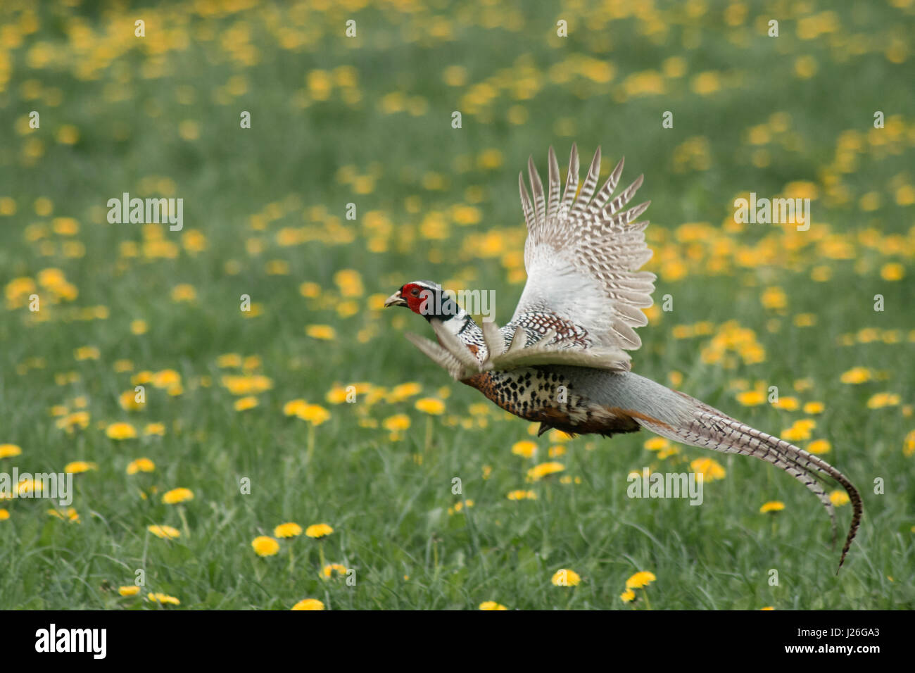 Ein schöner Fasan Vogel fliegt durch ein Löwenzahn in England Stockfoto
