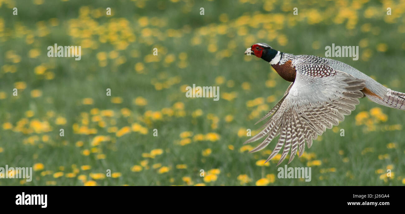 Ein schöner Fasan Vogel fliegt durch ein Löwenzahn in England Stockfoto