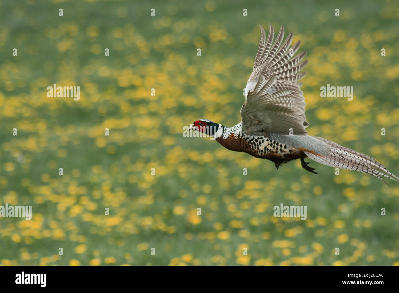 Einen schönen männlichen Fasan fliegen durch eine gelbe Butterblume Feld Stockfoto