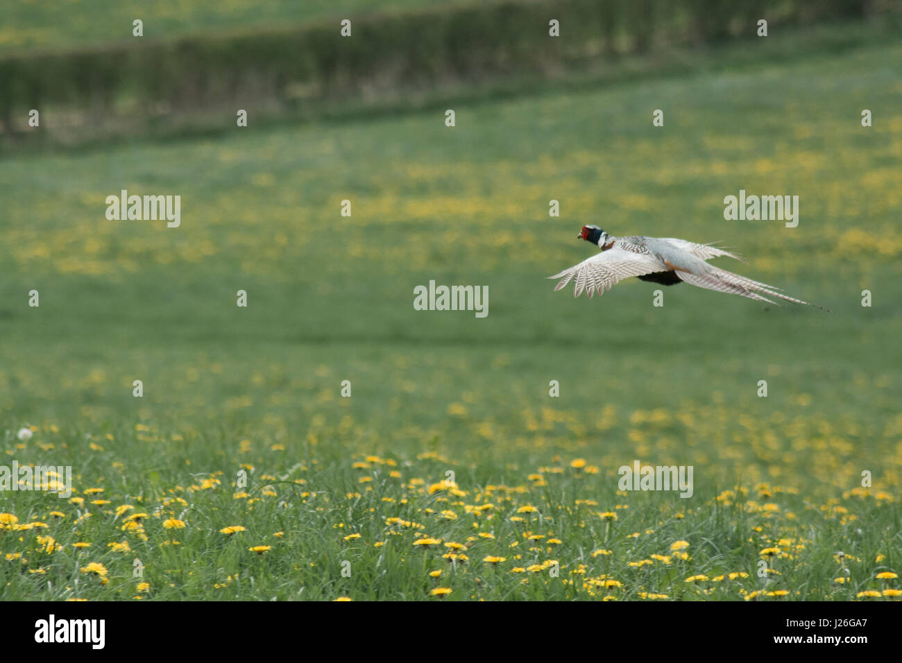 Ein schöner Fasan Vogel fliegt durch ein Löwenzahn in England Stockfoto