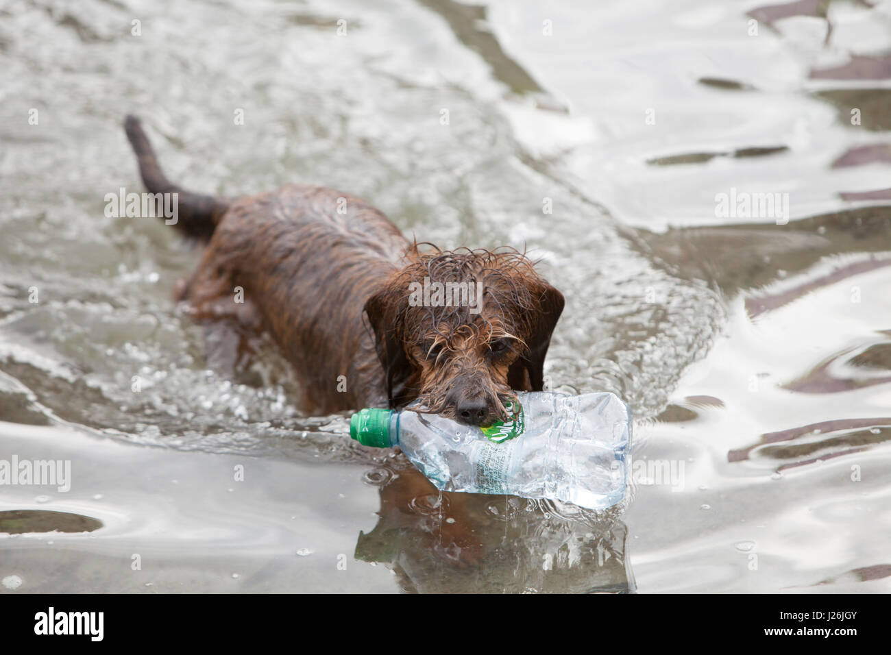 Ein kleiner braunen Hund schwimmt im Meer mit einer leeren durchsichtigen Kunststoff-Flasche in den Mund Stockfoto