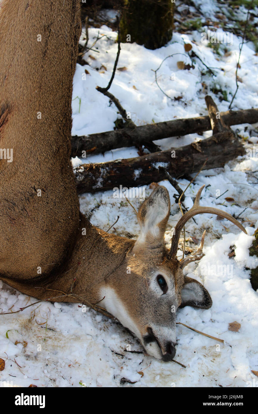 Frisches Reh töten wird aufgehängt und vorbereitet für die Häutung. Stockfoto