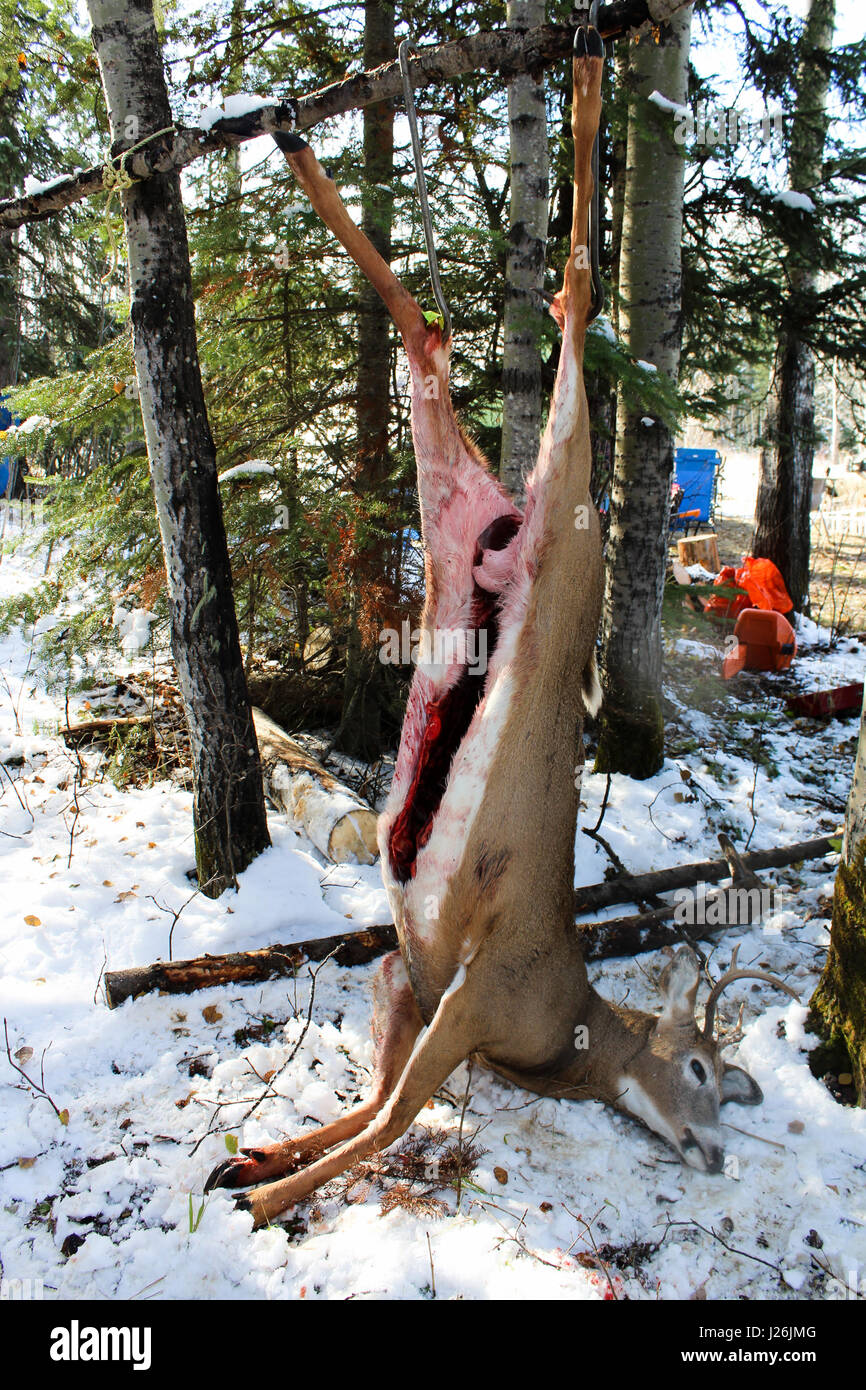 Frisches Reh töten wird aufgehängt und vorbereitet für Dressing. Stockfoto