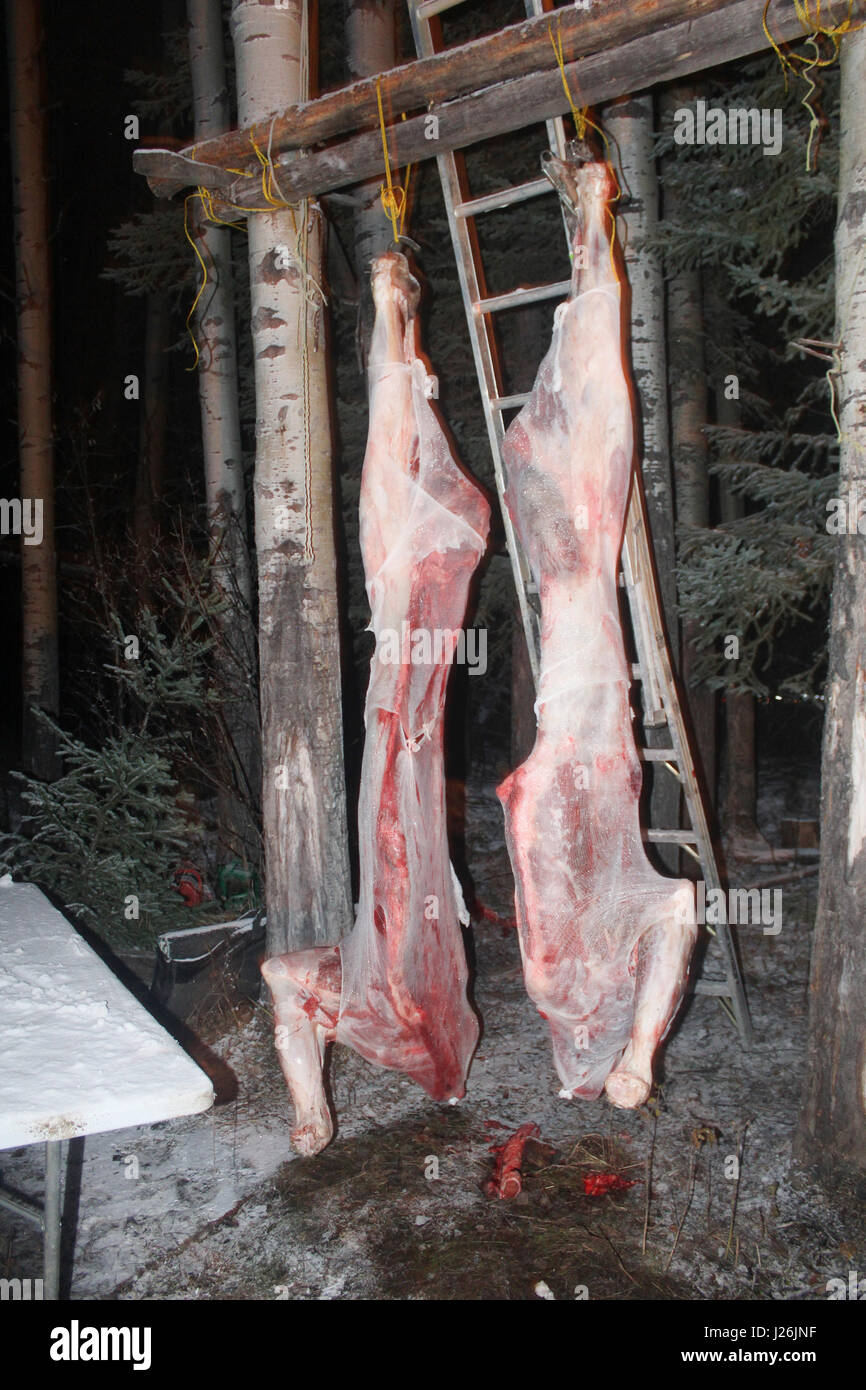 Elch Kadaver abgedeckt und Abkühlung in der Nacht. Stockfoto