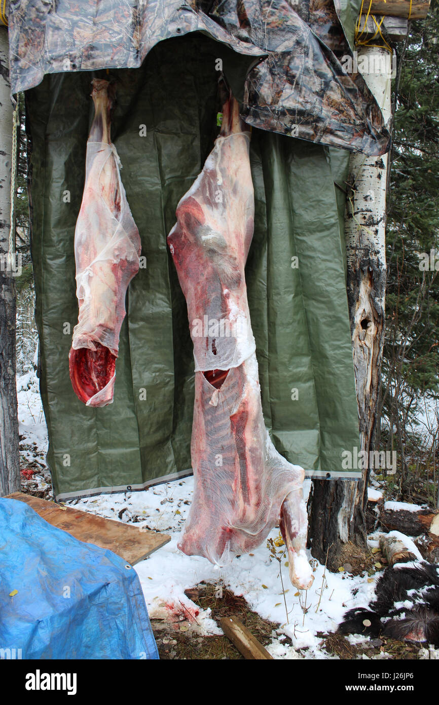 Elch Kadaver hängen nach erfolgreicher Jagd. Stockfoto