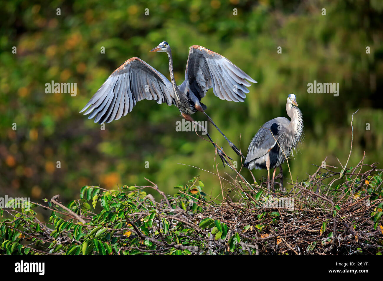 Great Blue Heron (Ardea Herodias), paar am Nest, wobei OffWakodahatchee Feuchtgebiete, Delray Beach, Florida, USA Stockfoto