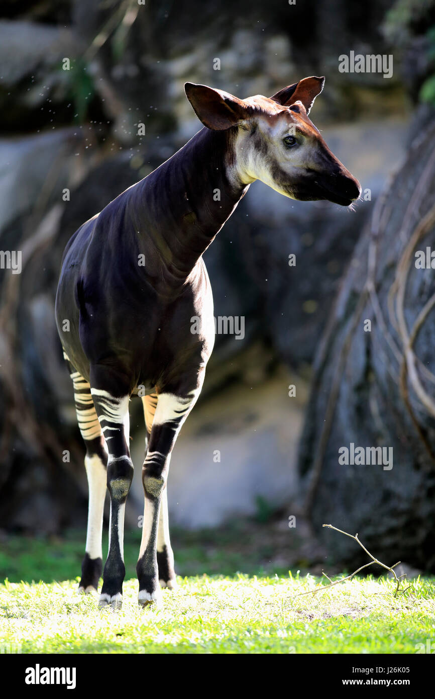 Okapi (Okapia Johnstoni), Erwachsene Warnung auftreten Kongo, Afrika, gefangen Stockfoto