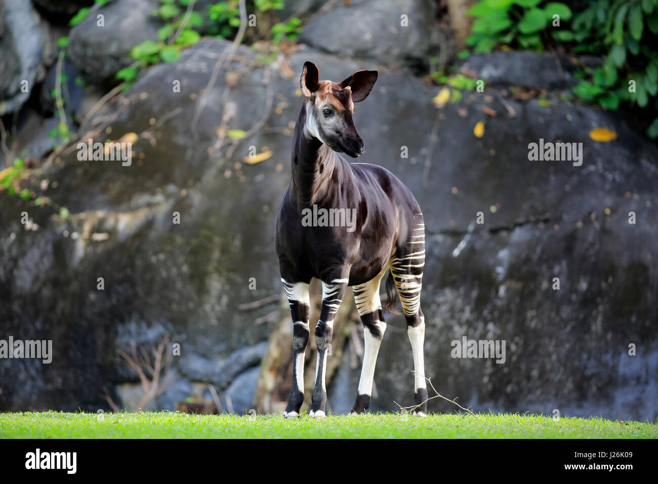 Okapi (Okapia Johnstoni), Erwachsene Warnung auftreten Kongo, Afrika, gefangen Stockfoto