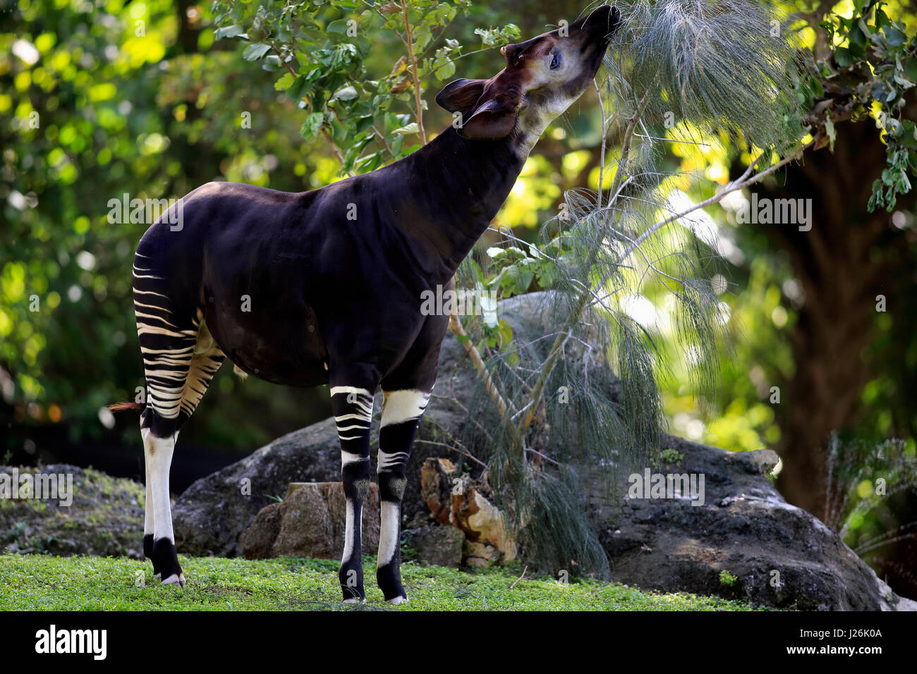 Okapi (Okapia Johnstoni), Erwachsenen-Essen, vorkommen in Afrika, gefangen Stockfoto