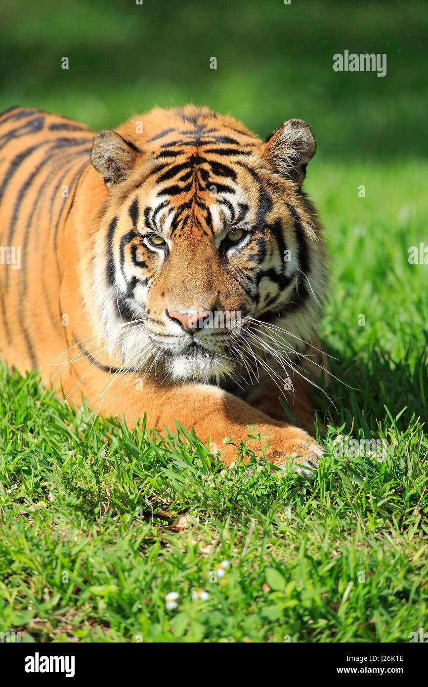 Sumatra-Tiger, (Panthera Tigris Sumatrae), Erwachsene männlich, Porträt, wachsam, Gefangenschaft, vorkommen in Sumatra, Asien, in Gefangenschaft Stockfoto