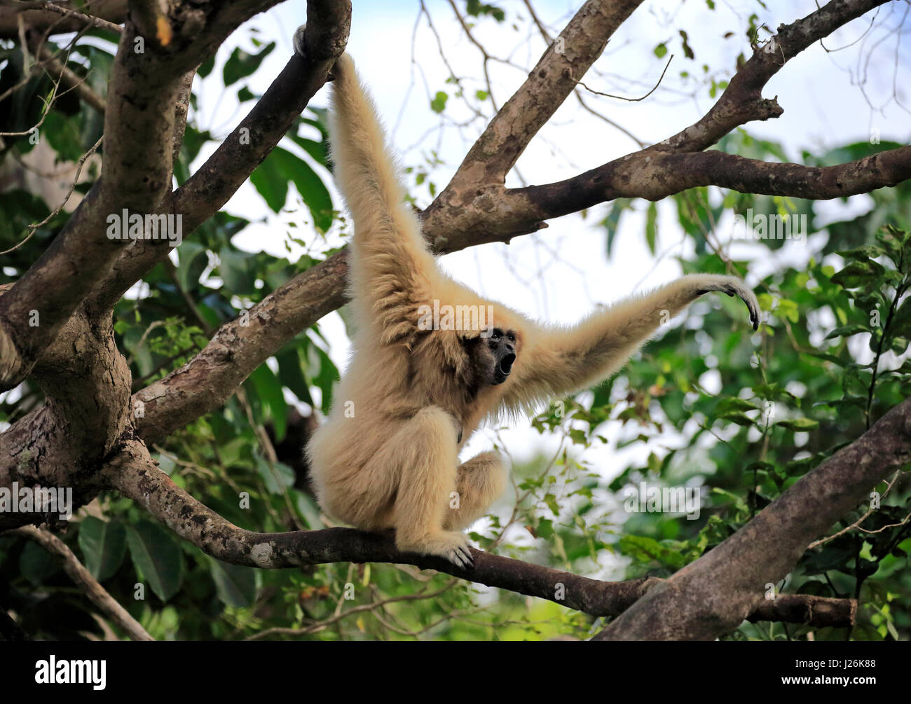 Weiße Hand Gibbon, Lar (Hylobates Lar), erwachsenes Weibchen fordert Baum, vorkommen in Südost-Asien, gefangen, Stockfoto