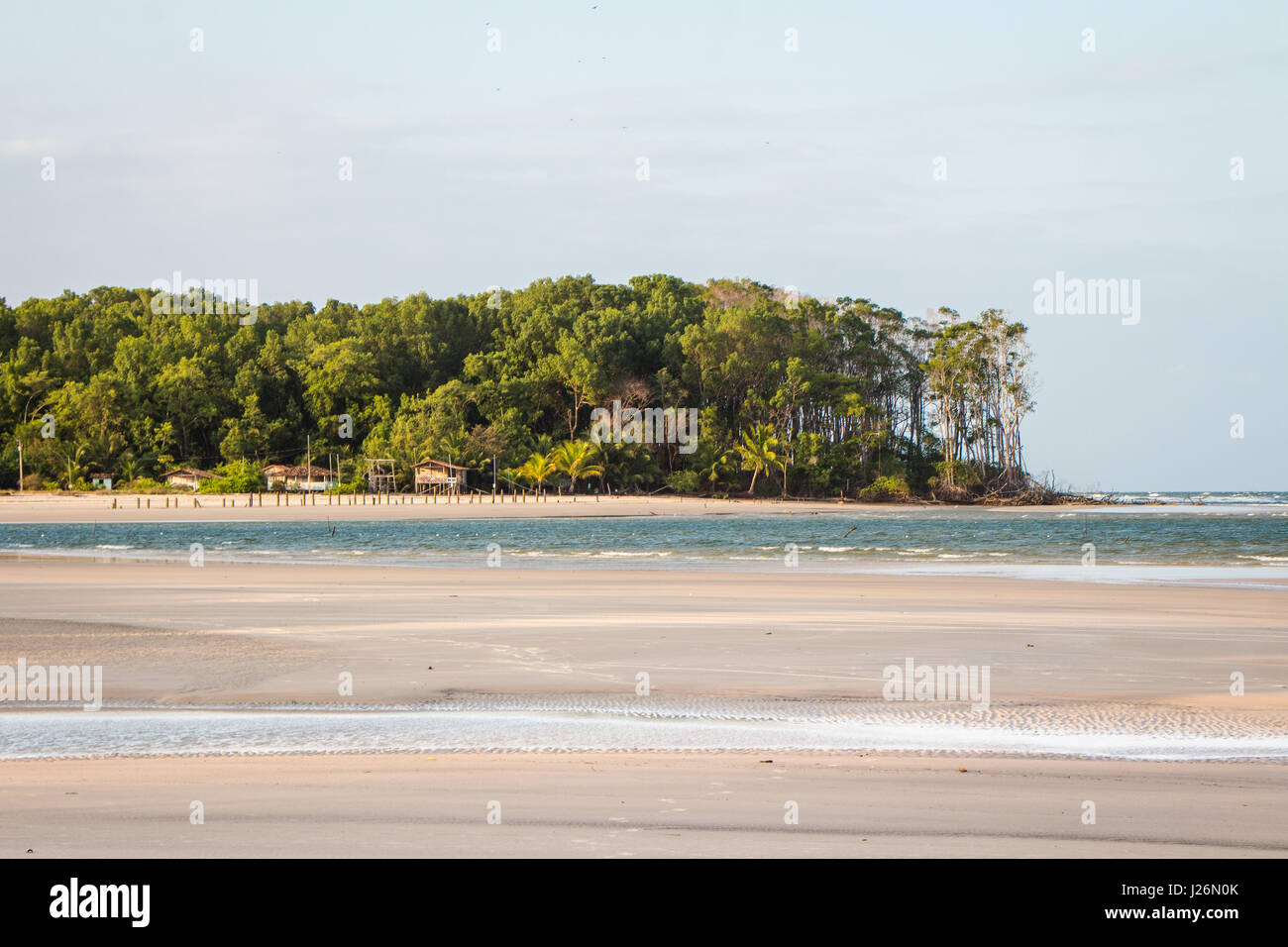 Mangrovenbäume in Barra Velha Strand, an der Mündung des Amazonas, in Soure, Marajó-Insel, Brasilien. Stockfoto