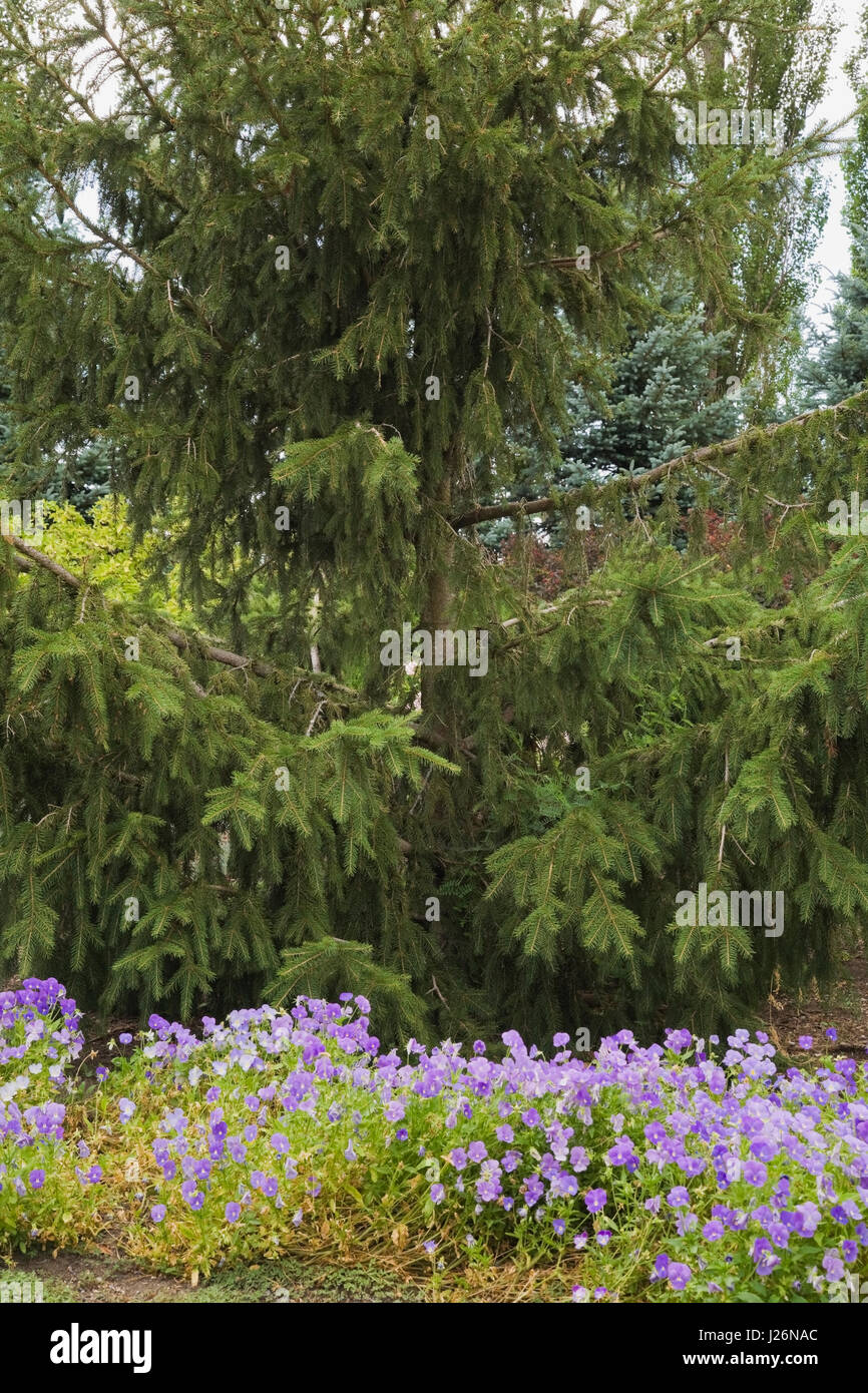 Pine Tree Picea abies Acrocona und mauve Viola 'Penny F1 Blumen in Jardin des cinq sens Garten in La Seigneurie de l'Ile d'Orleans, Quebec, Kanada Stockfoto