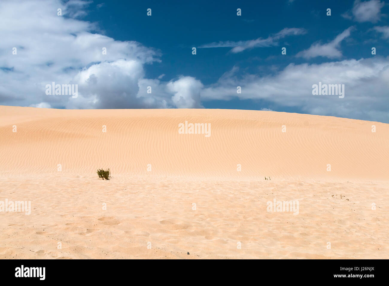 Eines der berühmten Sanddünen von Corralejo in Fuerteventura, Spanien. Stockfoto