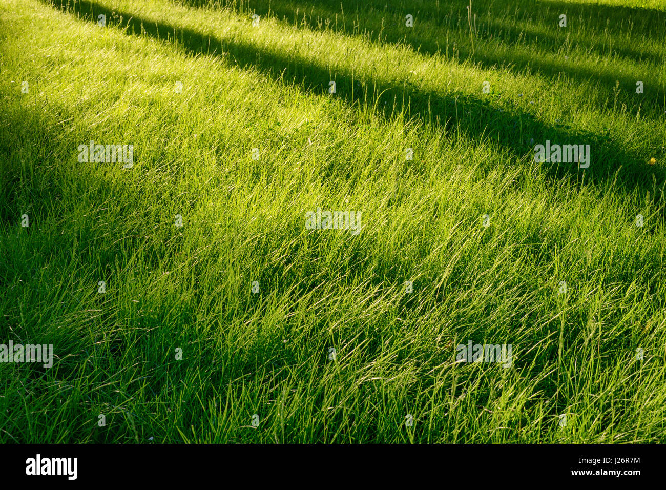 Idyllischen grünen Rasen Glade bei Morgensonne. Lange Baum Diagonale Schatten drüber. Natürliche abstrakten Hintergrund, saisonale und im freien Thema Stockfoto