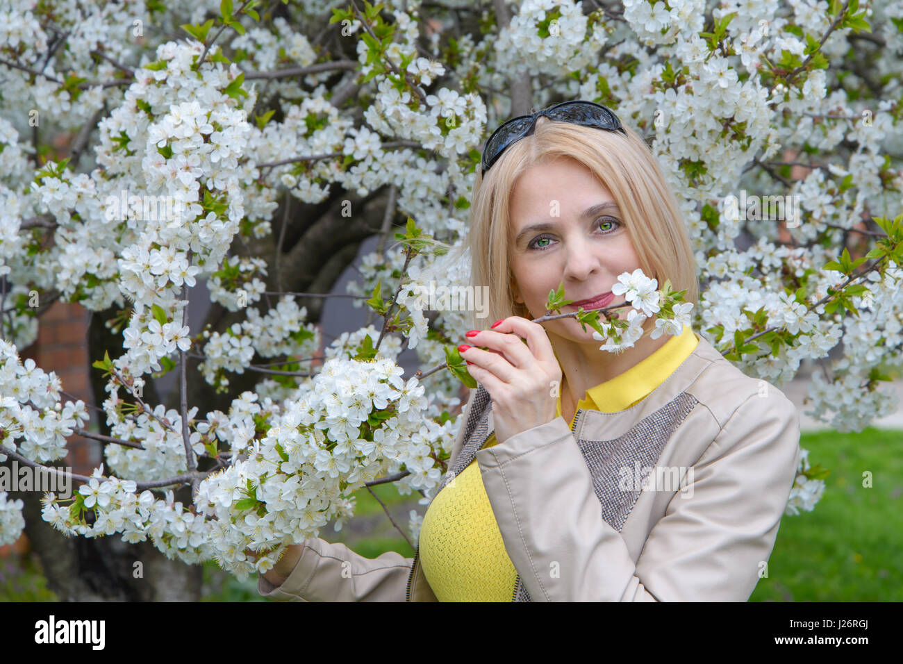 Die Blonde schnüffelt einen Blühender Zweig eines Kirschbaums Stockfoto