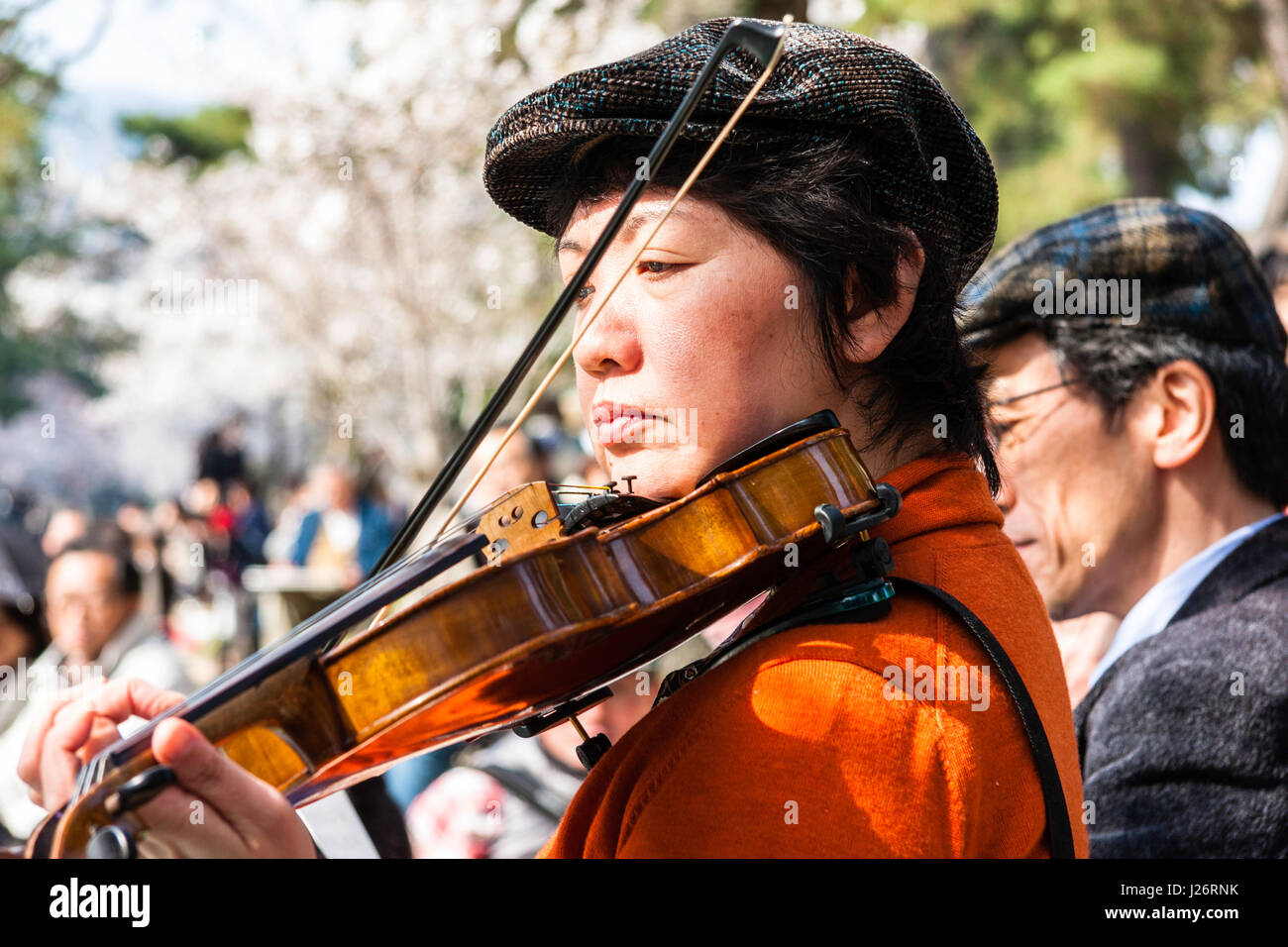 Japan, Shukugawa. Japanische Frauen unter Kirschblüten, Geige zu spielen open-air Cherry Blossom Partei. Close Up. Stockfoto