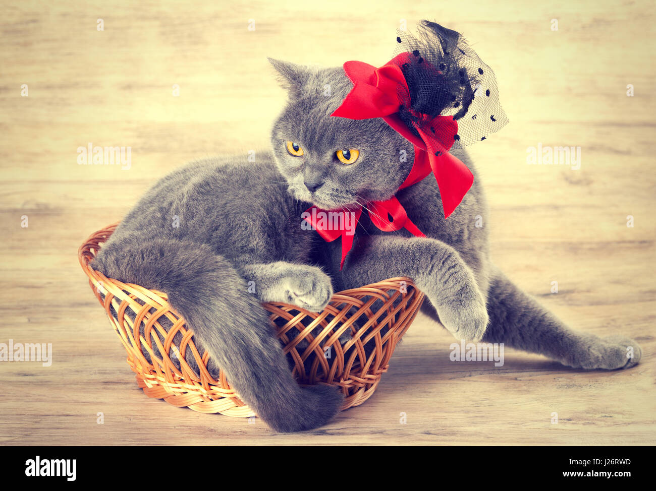 Mode-Porträt der Katze tragen rote Mütze mit Red Ribbon Standortwahl in einem Korb Stockfoto