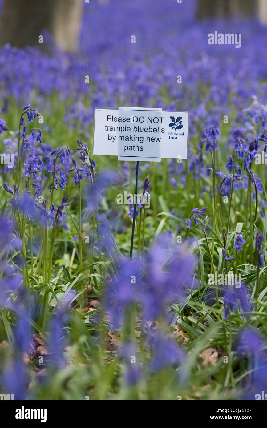 Bitte nicht mit Füßen treten Glockenblumen indem man neue Wege in einem Bluebell Holz zu unterzeichnen. Oxfordshire, England Stockfoto