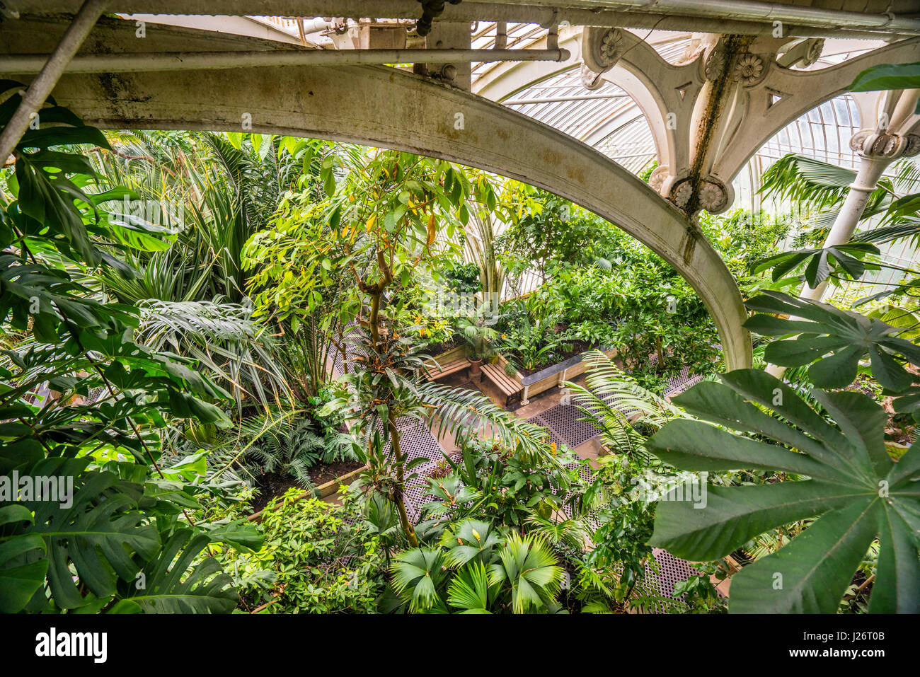 Großbritannien, England, Kew Gardens in London Borough of Richmond upon Thames, Innenansicht des viktorianischen Glas und Eisen Struktur der Palme Stockfoto