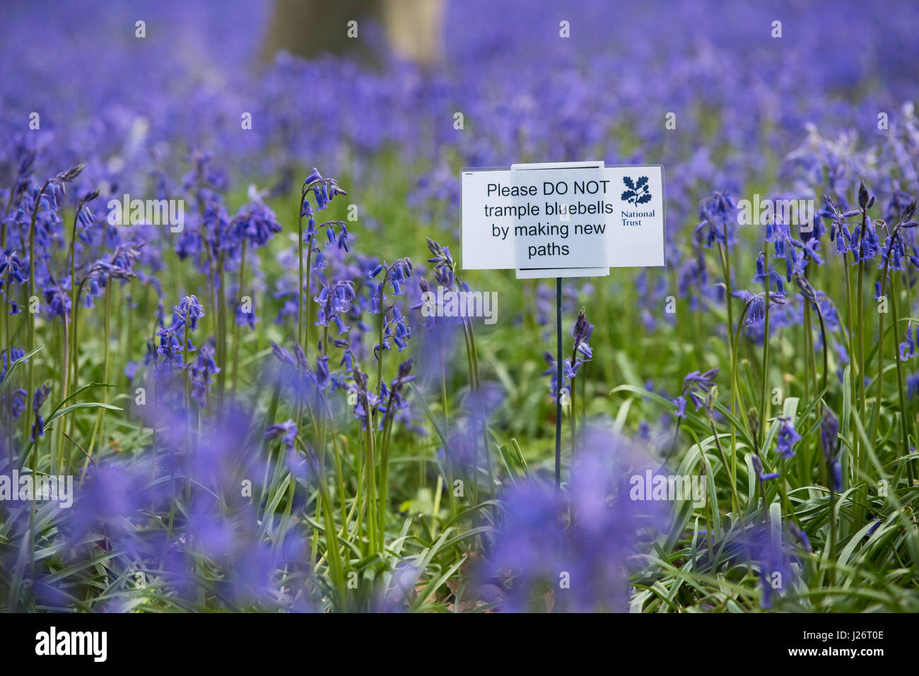 Bitte nicht mit Füßen treten Glockenblumen indem man neue Wege in einem Bluebell Holz zu unterzeichnen. Oxfordshire, England Stockfoto