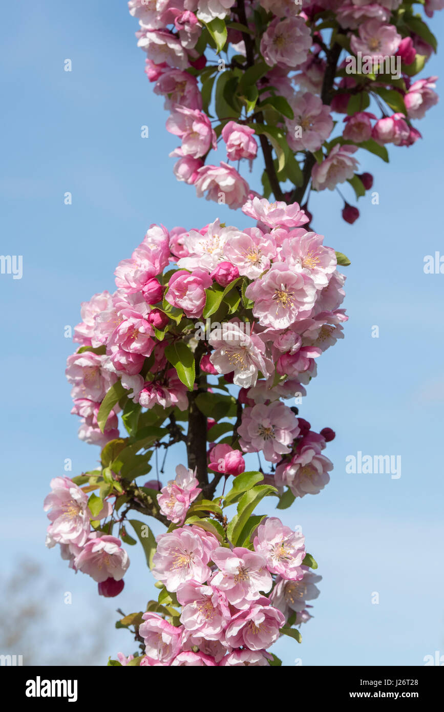 Malus 'Van Eseltine'. Crab 'Van Eseltine' Apfelblüte im Frühjahr. UK Stockfoto