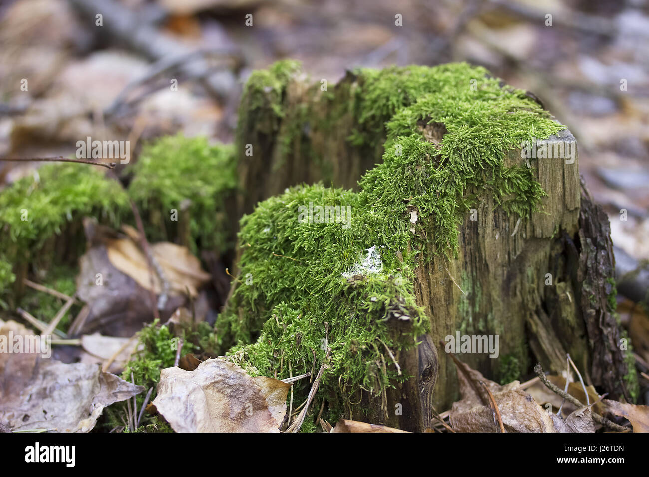 Alten Baumstumpf mit grünem Moos im Frühlingswald. Natürlichen Hintergrund Stockfoto