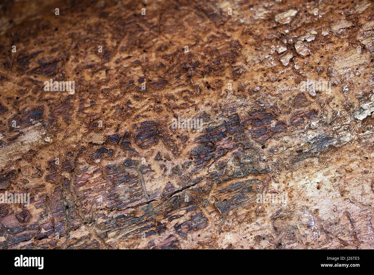 Bark Mulch Texture Stockfotos & Bark Mulch Texture Bilder - Seite 2 - Alamy