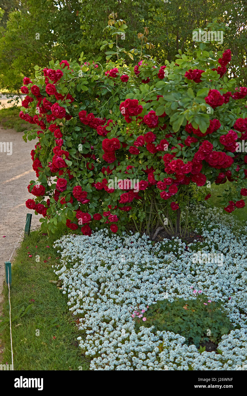 Bush der roten roses.Куст красных роз. Schöne rote Rosen wachsen Busch. Sommer, Russland, Pskow region.Красивые красные розу растут кустом. ЛЕТО, РОССИЯ, ПСКОВ Stockfoto